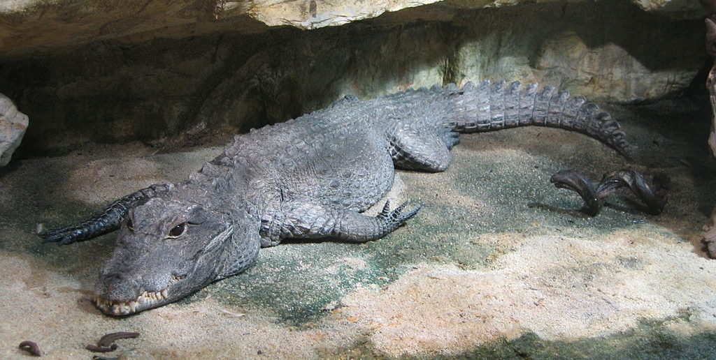 Dwarf crocodile
