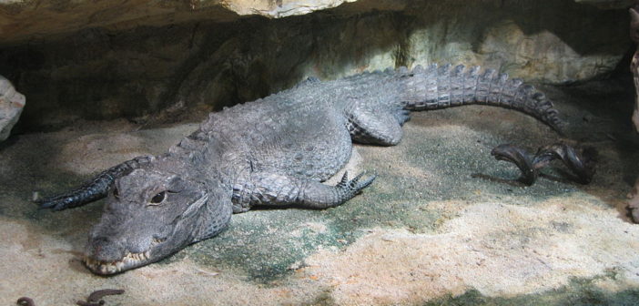 Dwarf crocodile