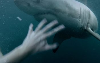 Man come face-to-face with Great White Shark in Sydney Harbour