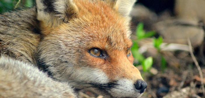 Fox