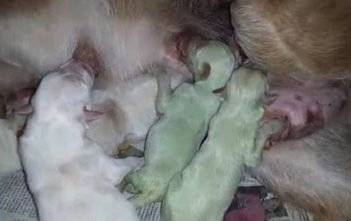 Green puppies