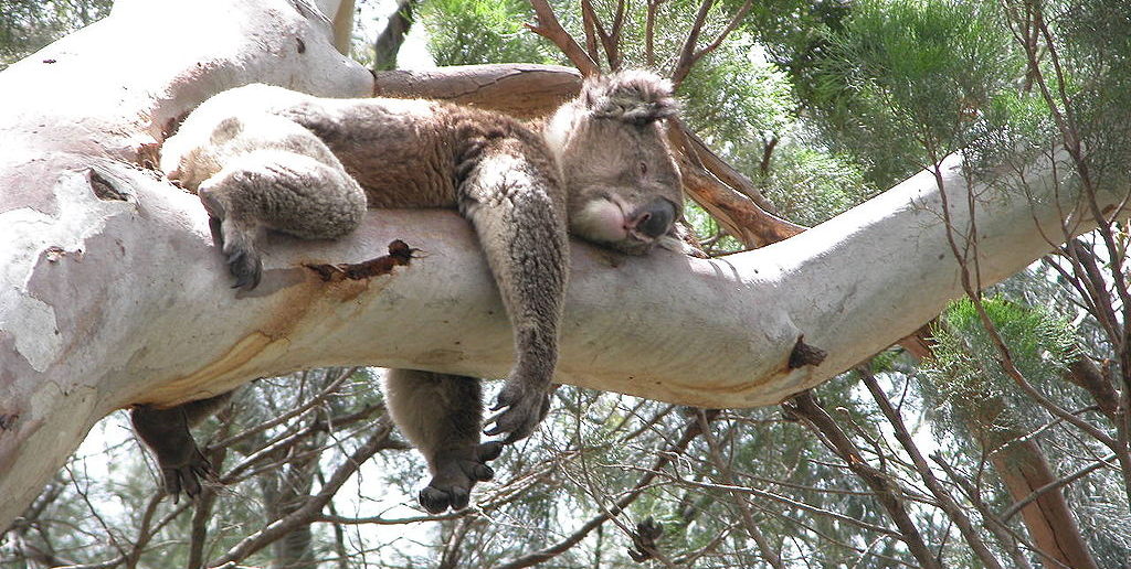 Koala