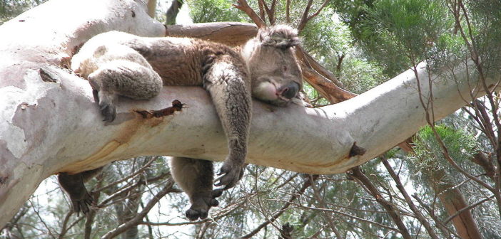 Koala
