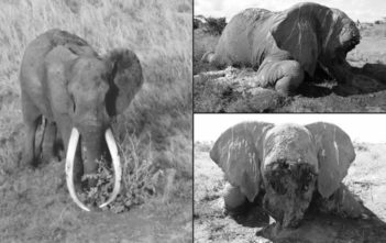 Satao elephant killed by poachers