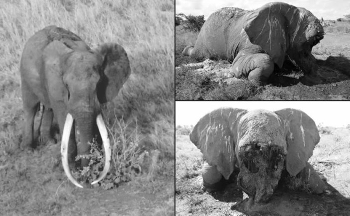 Satao elephant killed by poachers