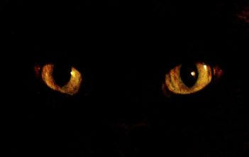 Eyes in blackness