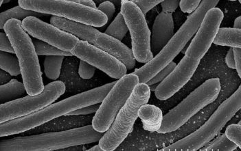 E. Coli bacteria