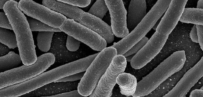 E. Coli bacteria