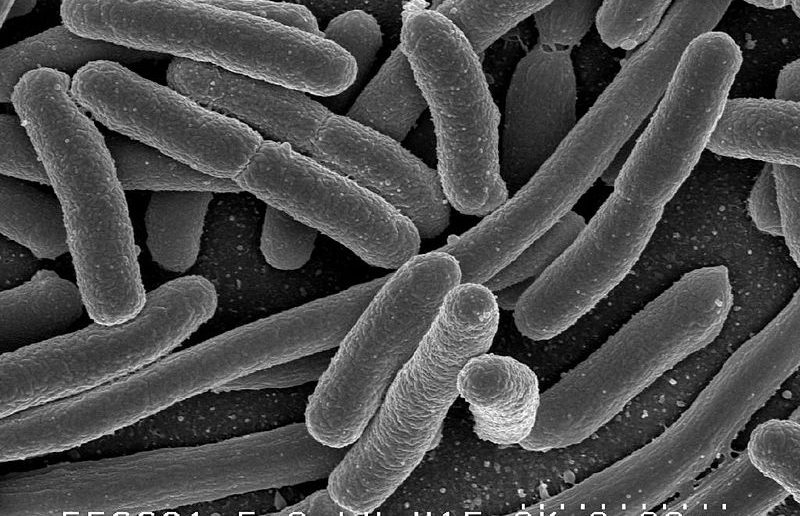 E. Coli bacteria