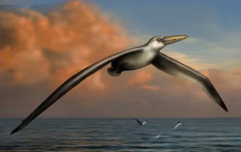 Pelagornis sandersi