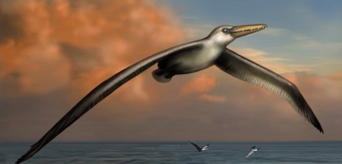 Pelagornis sandersi