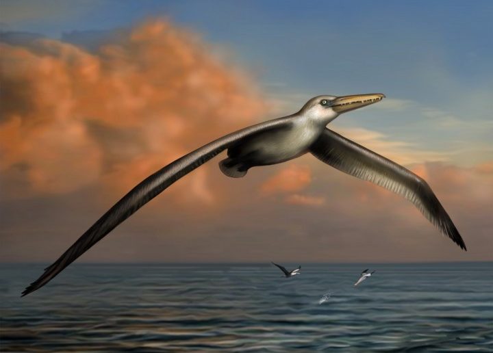 Pelagornis sandersi