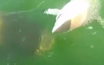 Atlantic goliath grouper eats shark