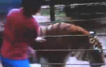Tiger mauls boy at Brazilian zoo