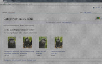 Monkey selfie on Wikipedia
