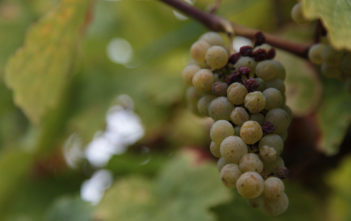 Wine grapes