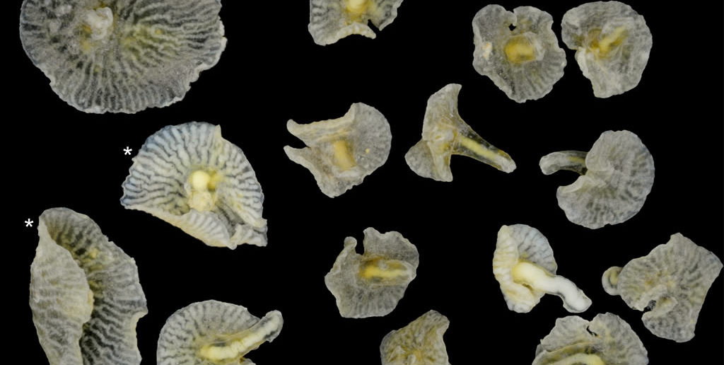 Dendrogramma