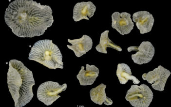 Dendrogramma