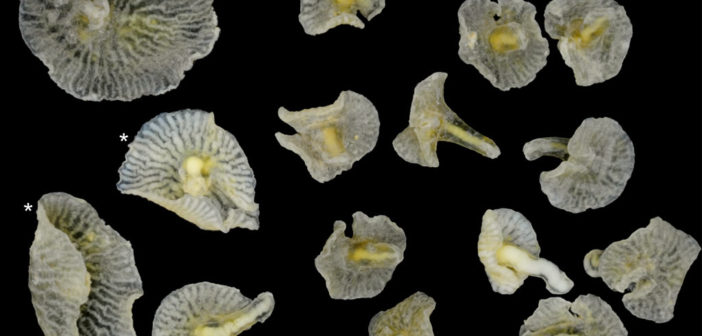 Dendrogramma