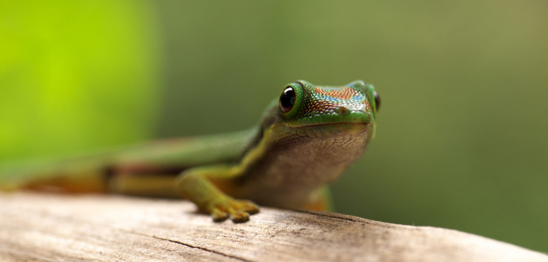 Lined Day Gecko (Phelsuma lineata)