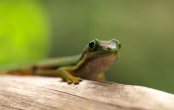 Lined Day Gecko (Phelsuma lineata)
