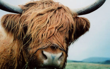 Highland cow (Scotland)