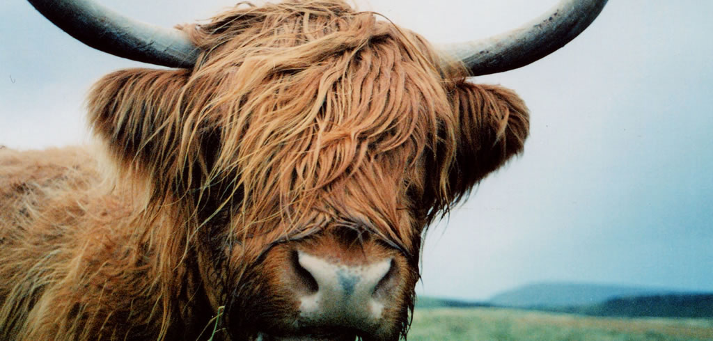 Highland cow (Scotland)