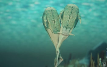 Ancient fish discovers sex