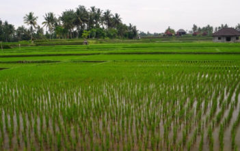 Bali rice paddy