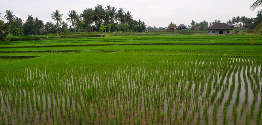 Bali rice paddy