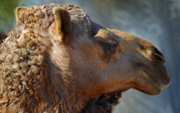 Dromedary camel