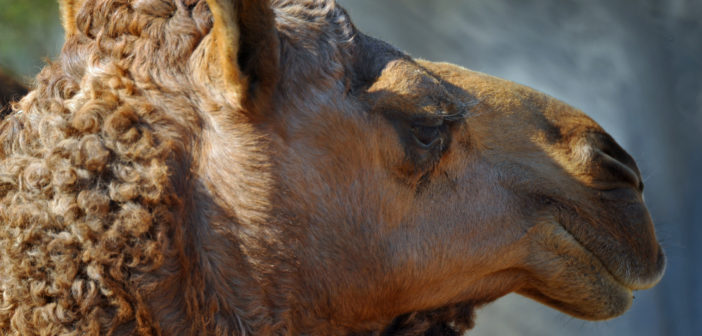 Dromedary camel