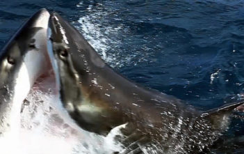 Great white shark fight