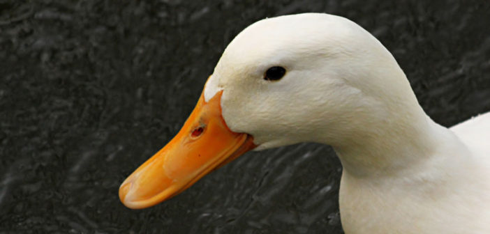 Aylesbury duck