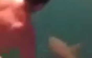 Man jumps form boat onto tiger shark