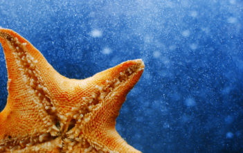 Starfish
