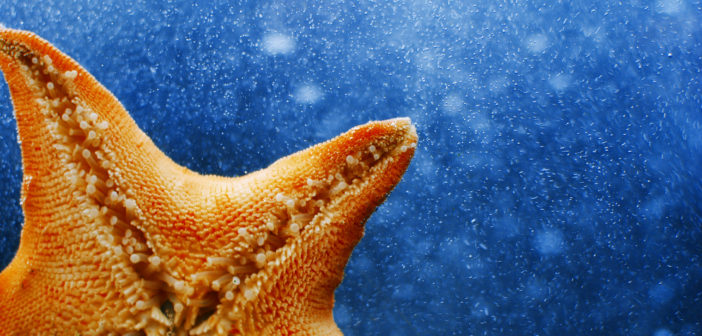 Starfish