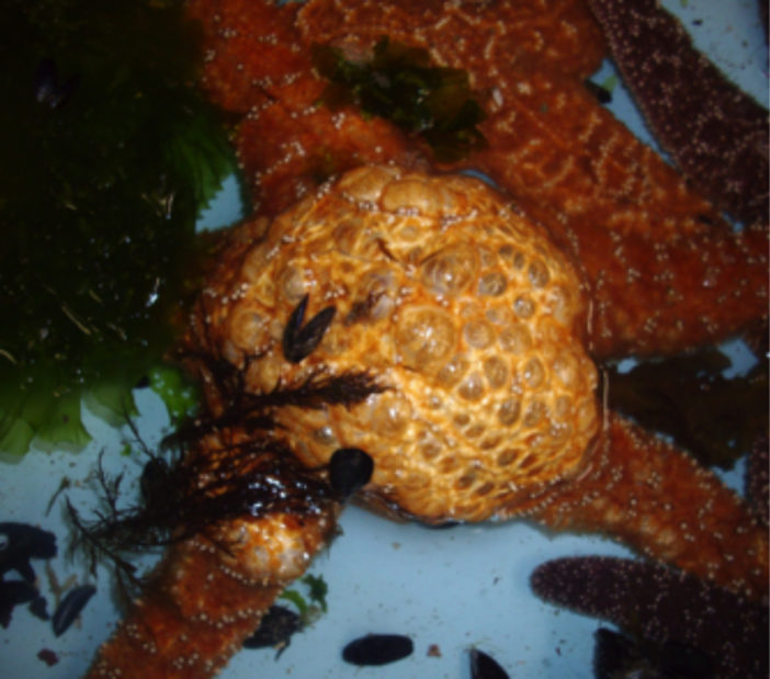 Starfish infected by wasting virus