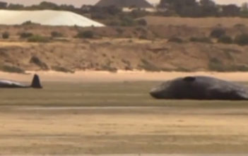Sperm whales beached in Australia