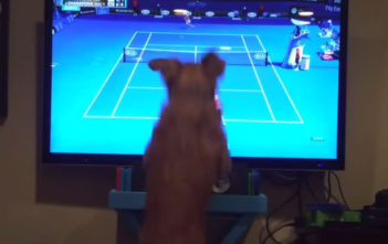 Dog watches tennis