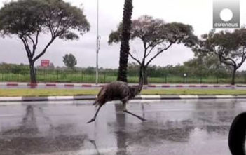 Emu runs along motorway in Israel