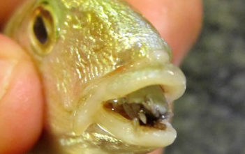 Cymothoa exigua