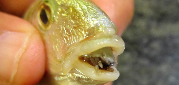 Cymothoa exigua