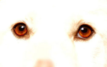 Dog eyes