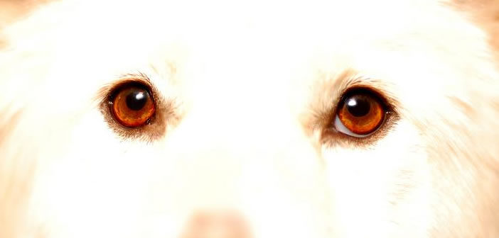 Dog eyes