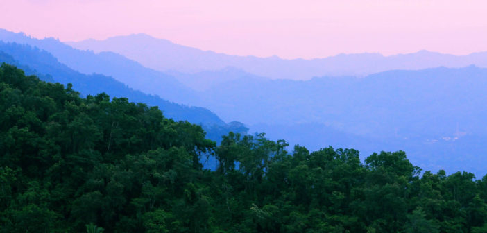 Honduras jungle