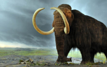 Woolly mammoth