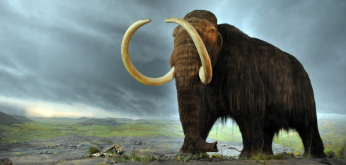Woolly mammoth