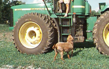 Dog takes control of tractor