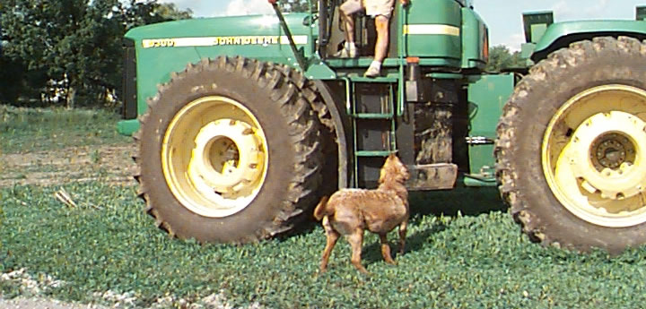 Dog takes control of tractor